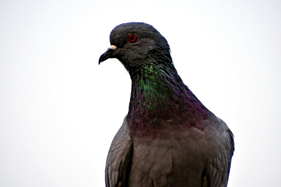 Orange eye bird greenish-neck