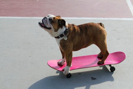 Cute portrait skateboard