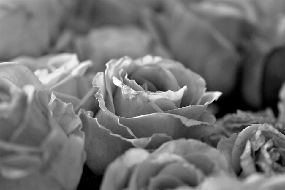 Flower plant black - and-white