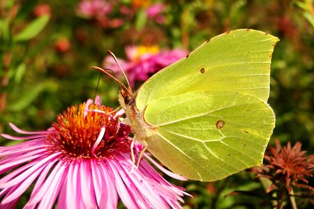 Insect garden butterfly day