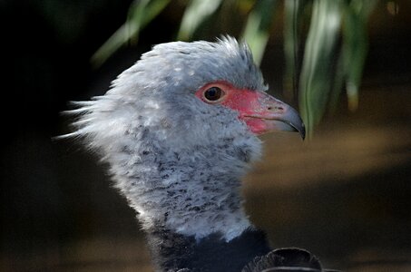 Animal world feather nature photo