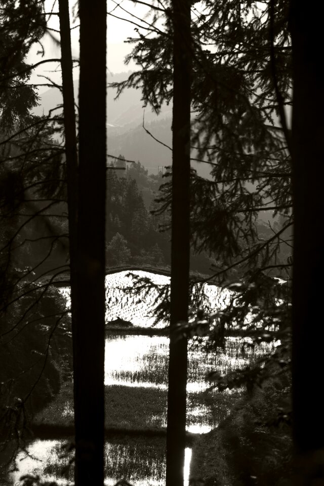 Black and white woods slot