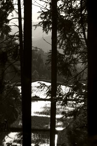 Black and white woods slot