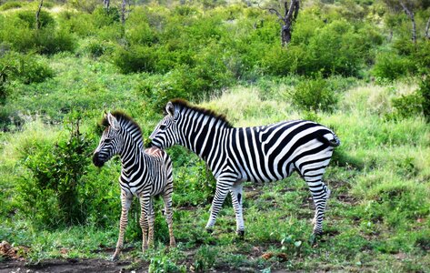 Animal wild zebra photo