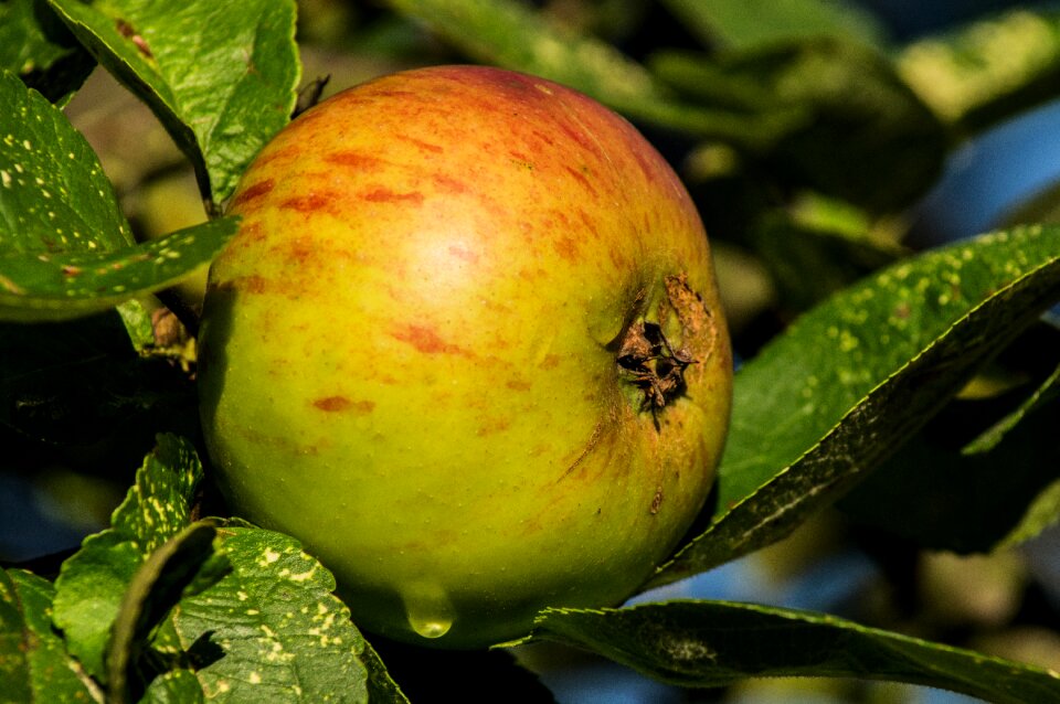 Apple tree fruit vitamins