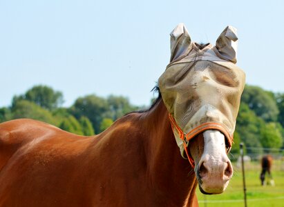 Protection flying saddle horse photo