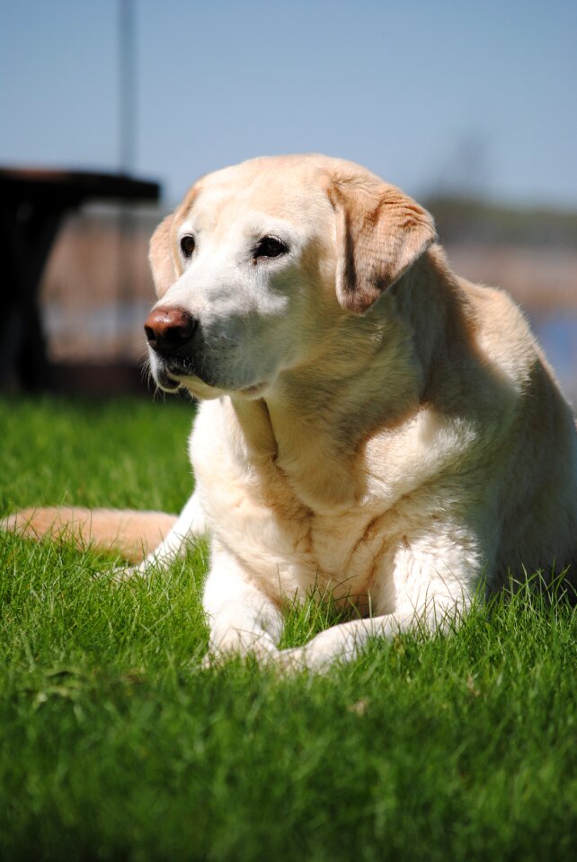 Yellow retriever summer