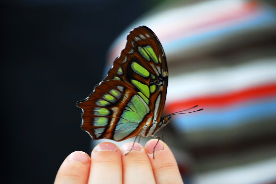 Wing child hand