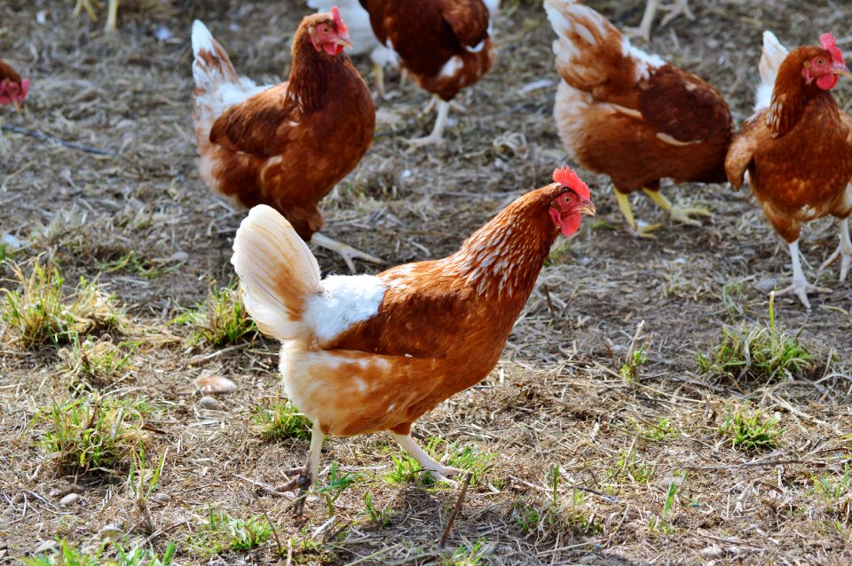 Pinnate free range farm