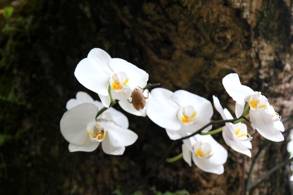 Flower clear the net zen