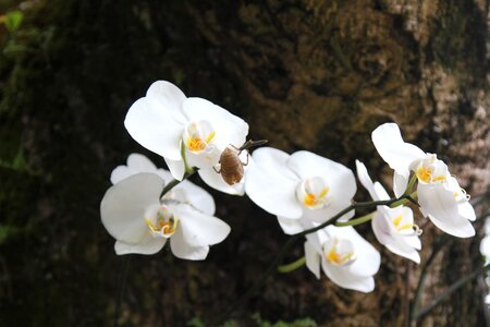Flower clear the net zen