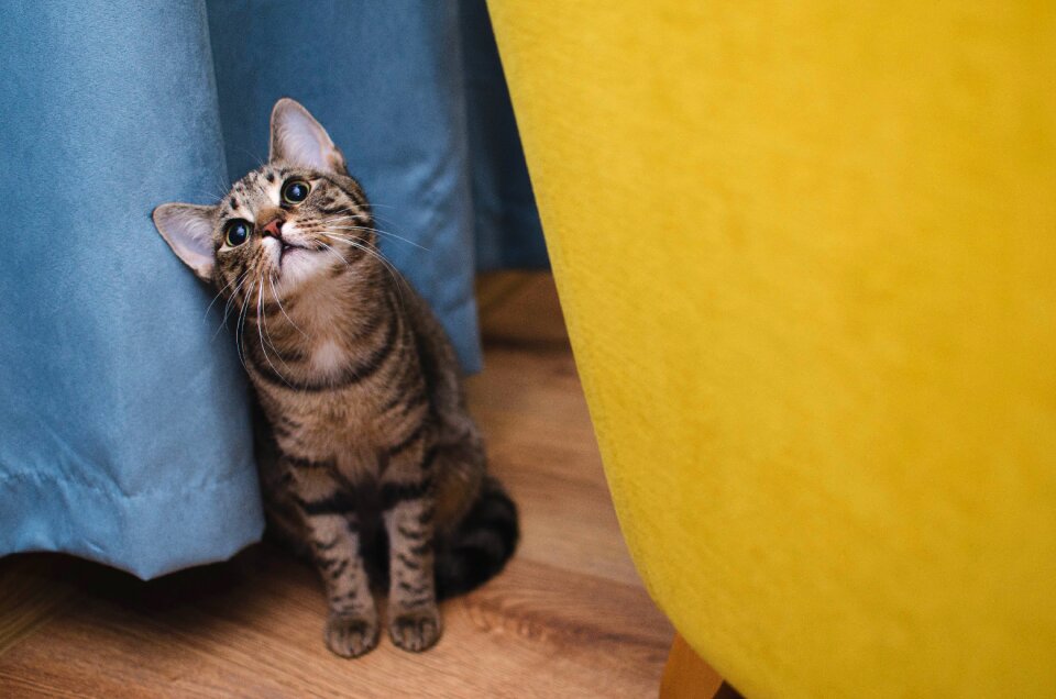 Sitting cat tabby charming