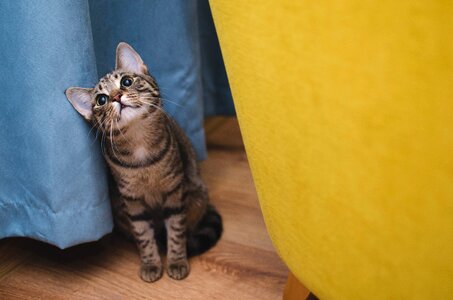 Sitting cat tabby charming