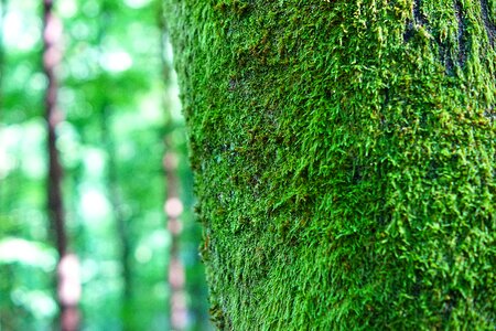 Lichen forest green photo