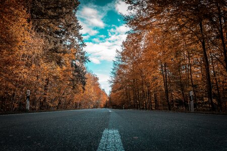 Forest golden october autumn day photo