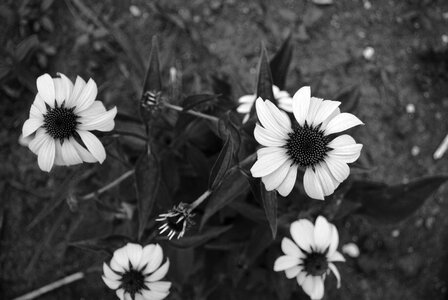Black and white background nature floral
