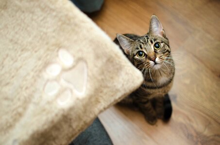 Domestic cat animal sitting cat