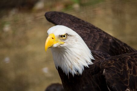 Feather beak nature photo