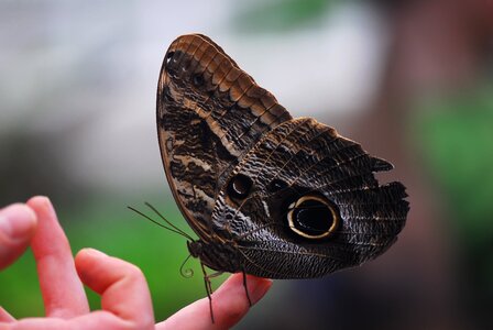 Animal animal world hand