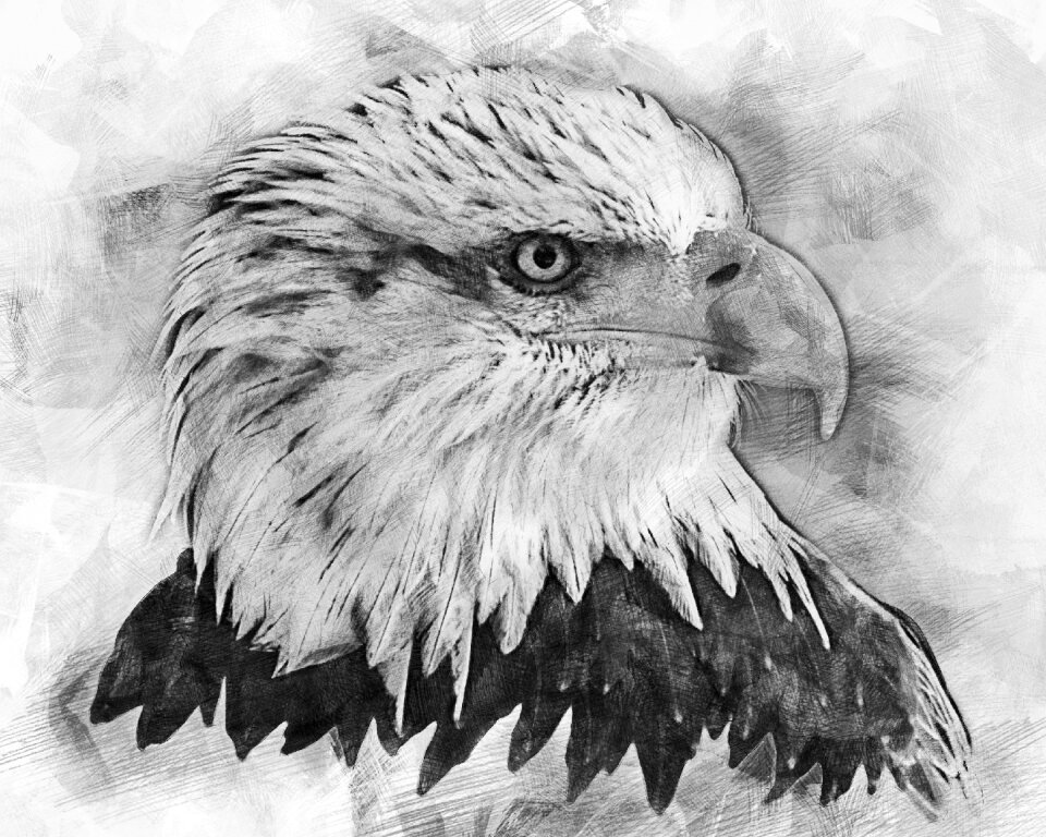 Adler raptor coat of arms of bird