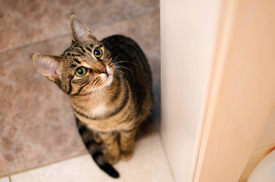 Domestic cat animal sitting cat