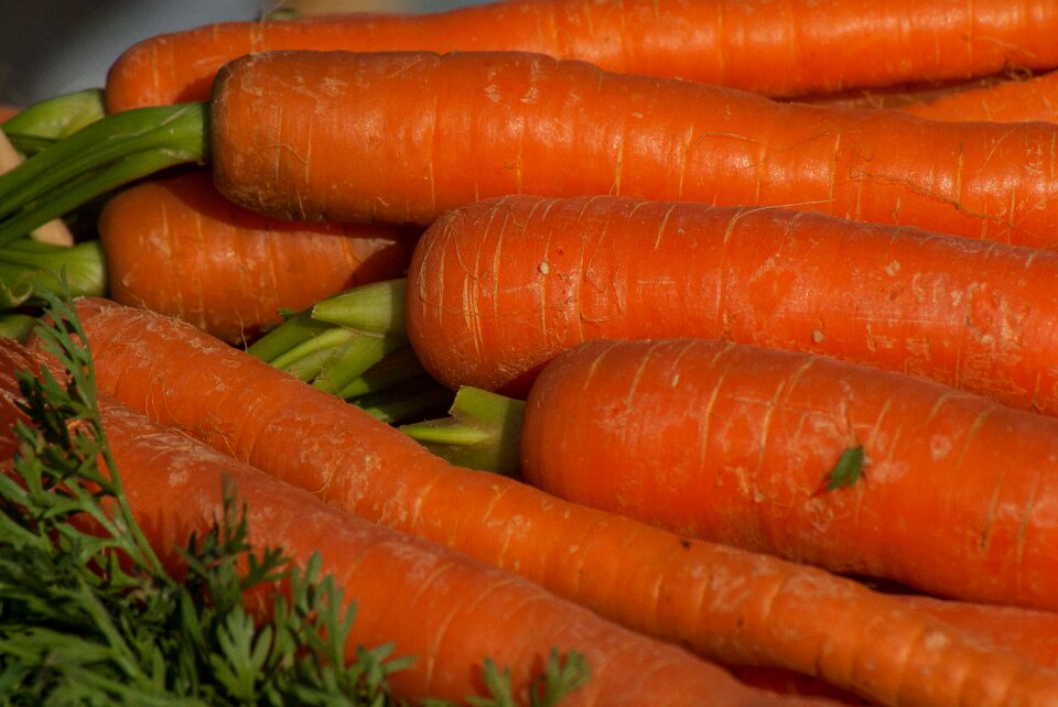 Food vegetable harvest