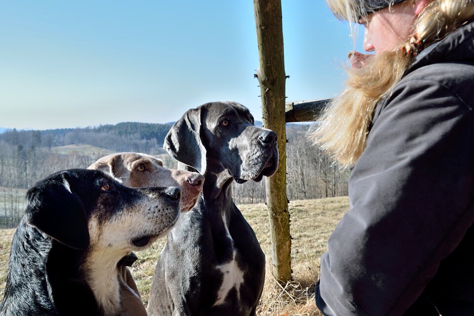 Dogs man and dog Free photos