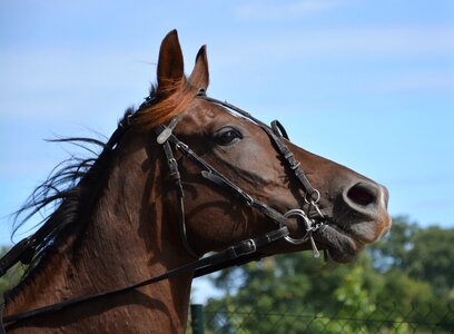Eye horseback riding brown photo