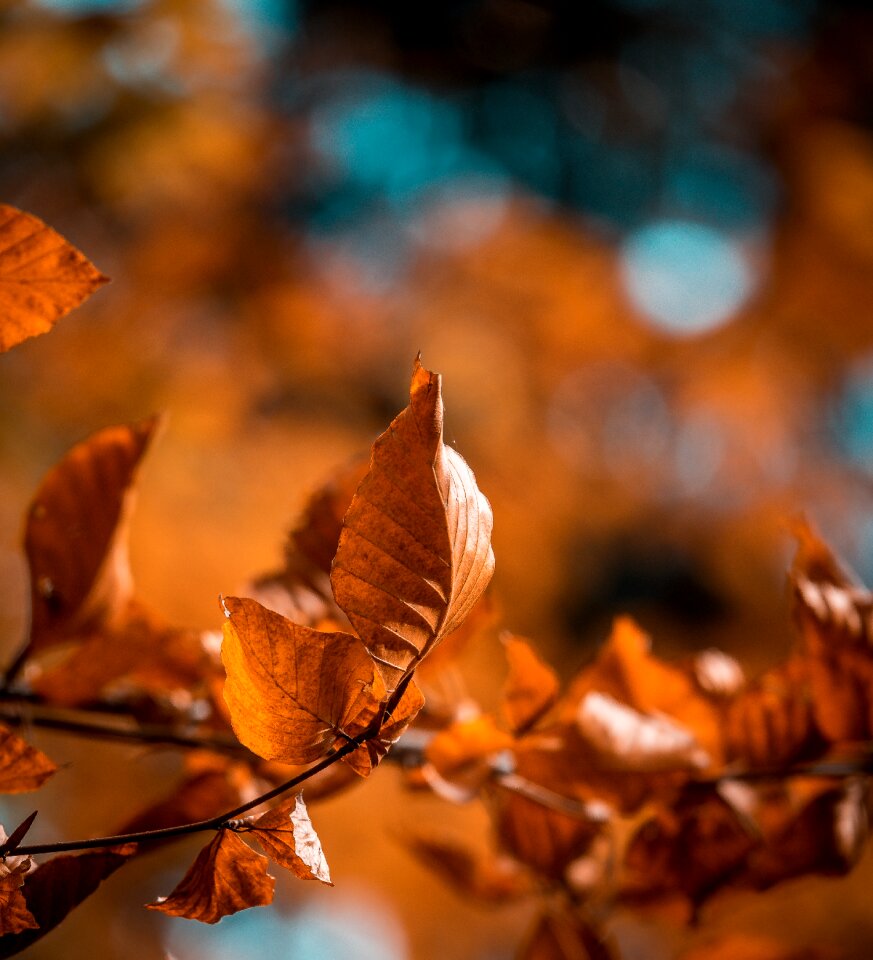 Autumn bokeh fall foliage
