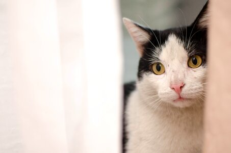 Animal tomcat sitting cat