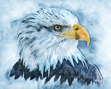 Adler raptor coat of arms of bird