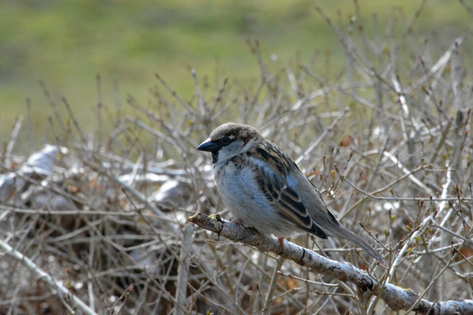 Bird nature animal