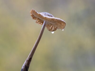 Raindrop wet mushroom moist