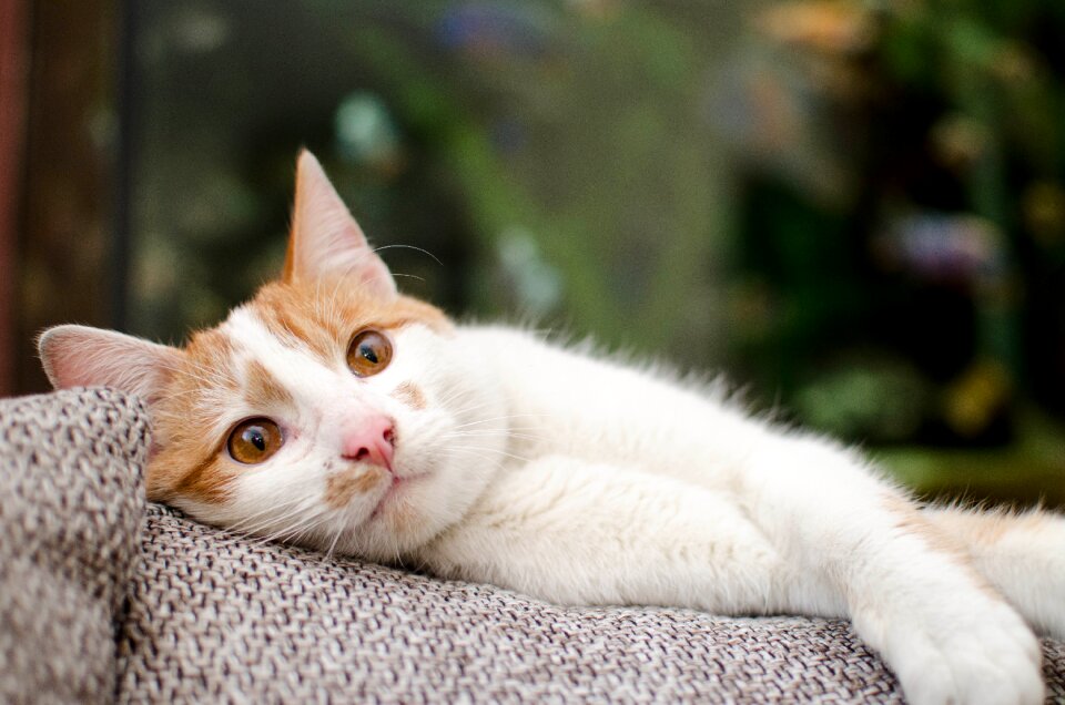 Animal tomcat sitting cat