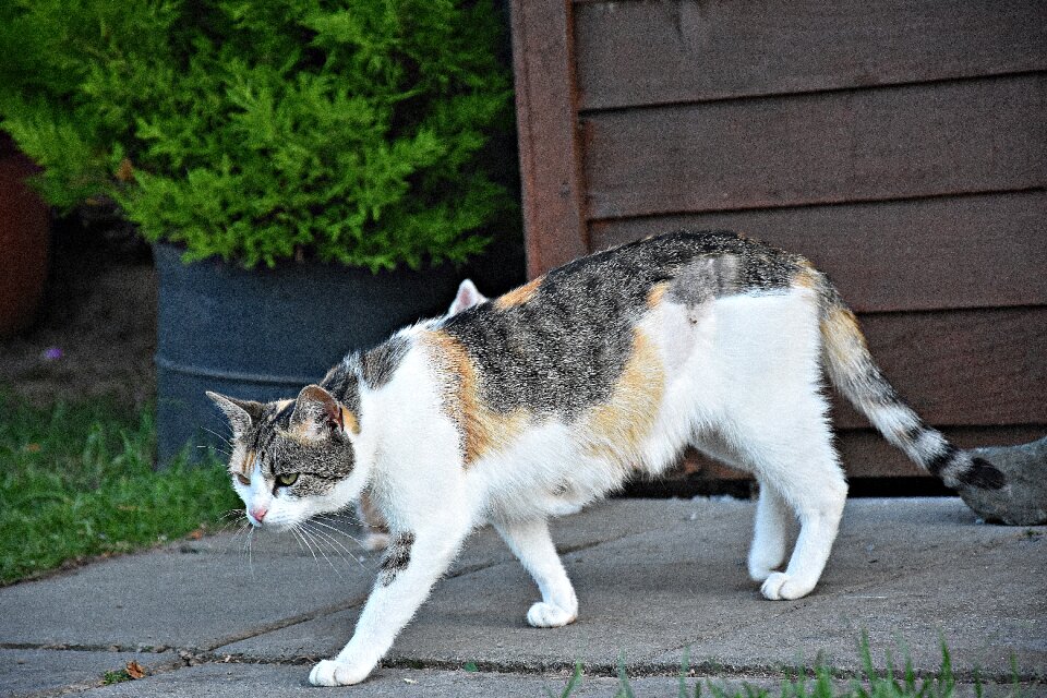 Mammal cute cat