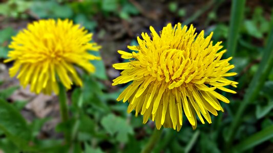 Spring yellow nature photo