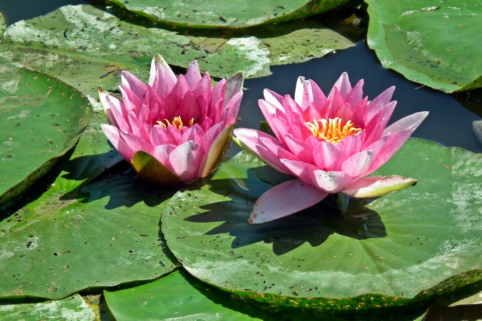Plant pond summer
