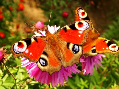 Animals flower butterflies
