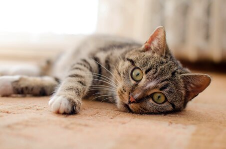 Domestic cat animal lying cat photo