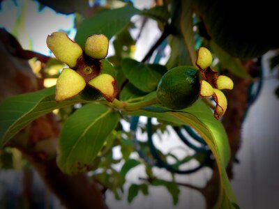 Fruits green nature