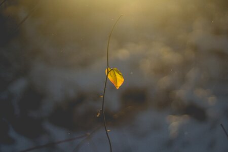 Autumn bokeh brown bokeh