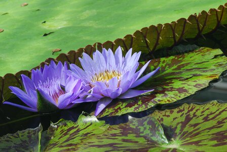 Flower leaf water lily