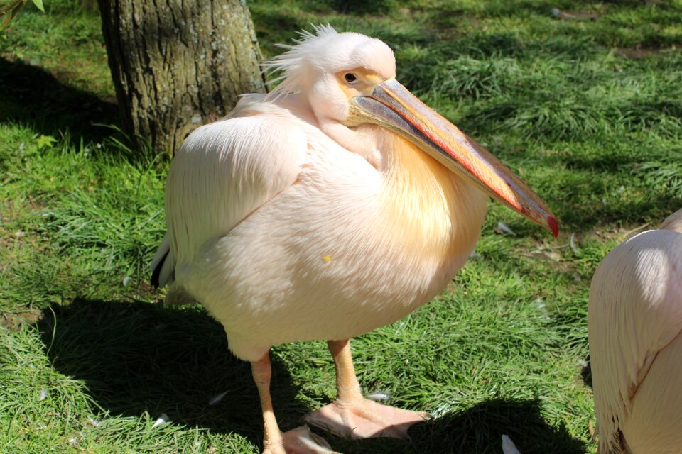 Nature animal world pelikan