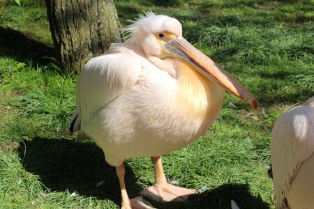 Nature animal world pelikan