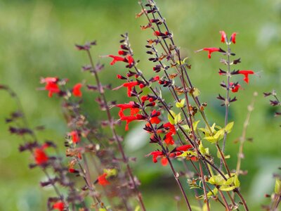 Plant nature salvia greggii photo