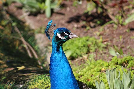 Nature animal world peacock