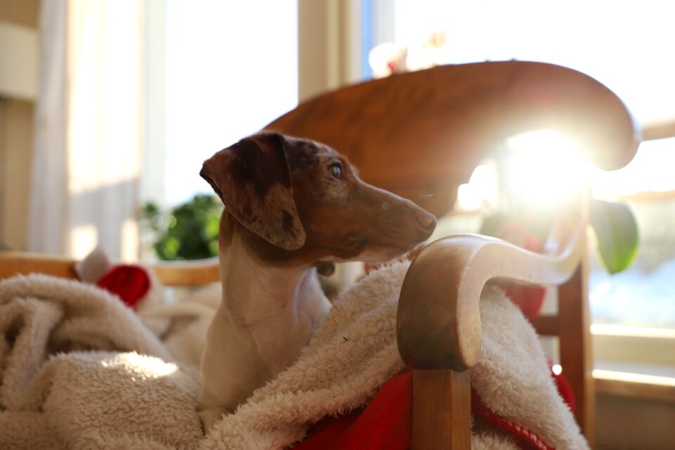 Sofa indoor domestic