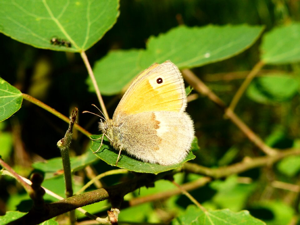 Plant butterfly day closeup