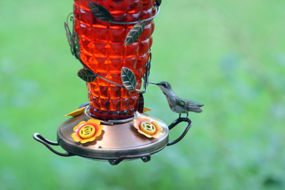 Nature animal small