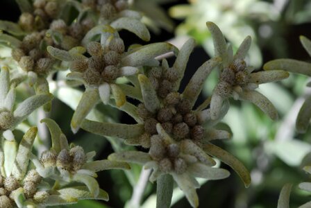 Garden leaf edelweiss